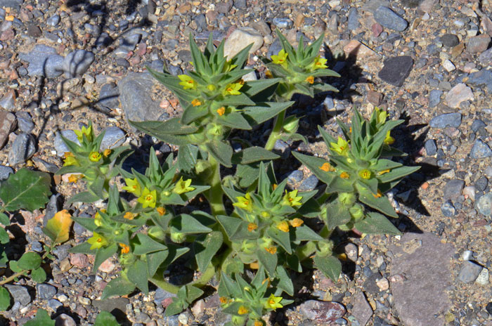 Golden Desert-snapdragon is a native annual that prefers the Mojave Desert habitats. The plant in the photos was taken at Death Valley National Park February 29. Mohavea breviflora